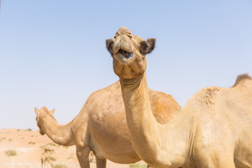 wild camels in the hot dry middle eastern desert uae with blue sky