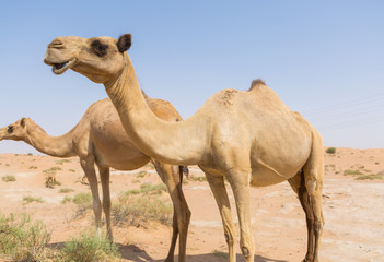 wild camels in the hot dry middle eastern desert uae with blue sky