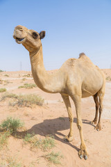 wild camel in the hot dry middle eastern desert uae