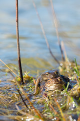 Common toads mating