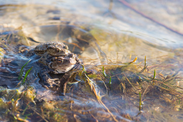 Common toads mating