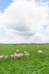 Grazing sheep and cows in meadow