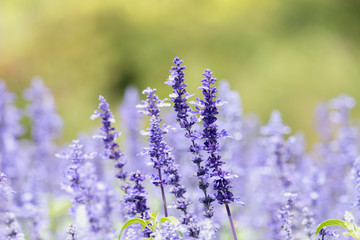 Blue Salvia flowers
