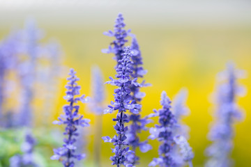 Obraz premium Blue Salvia flowers