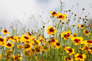 Fototapeta premium coreopsis tinctoria flowers