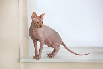 Sphinx cat on the windowsill