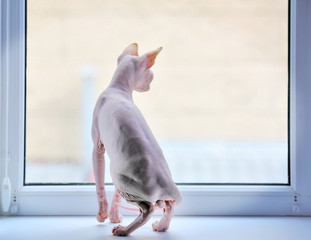 Sphynx cat looking out the window