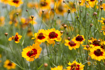coreopsis tinctoria flowers