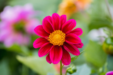 Obraz premium dahlia flower