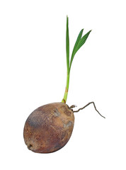Sprout of coconut tree isolated on white background with clipping path