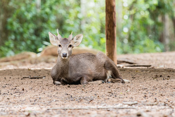 sambar deer