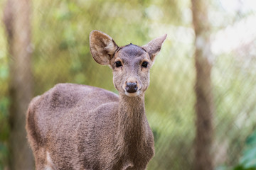 sambar deer