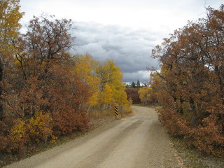 Fototapeta premium Gravel Road Fall Foliage Trees