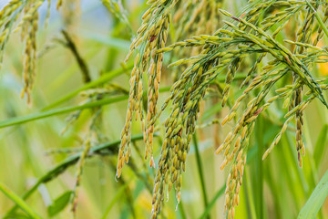 Rice fields