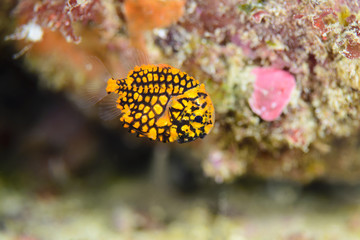 マツカサウオ幼魚 （Pinecone fish baby) / 全長約1cm程度の生まれて間もない松笠魚の幼魚。水深-16m / Scientific name 