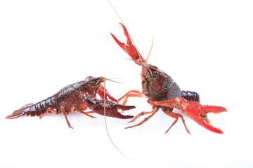 lobster