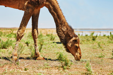 Camel in Sahara desert, Morocco, Africa