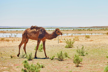 Camel in Sahara desert, Morocco, Africa