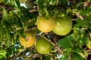 Calabash Tree