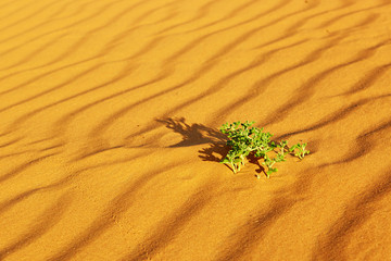 Green plants growing in sand dunes in the Sahara Desert