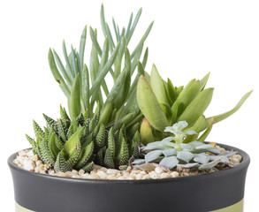 Indoor Plant Garden - Isolated
