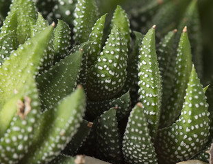 Haworthia Reinwardtii - Closeup
