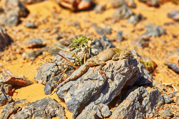 Lizard on the stone in Sahara desert, Merzouga, Morocco