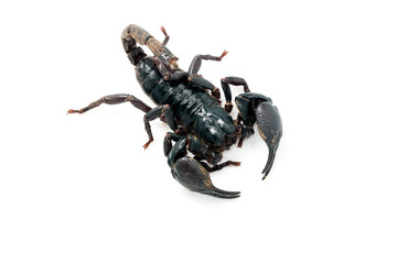 Giant forest scorpion species found in tropical and subtropical