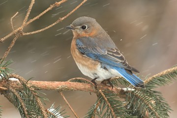 Female Eastern Bluebird in Snow