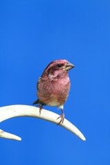 Purple Finch (Carpodacus purpureus)