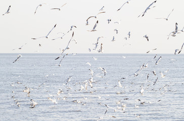 Seagulls in the sea