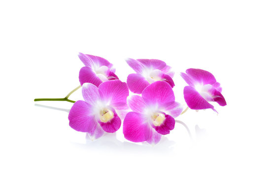 Thai Orchid flower on white background