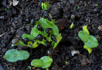 Sapling on ground