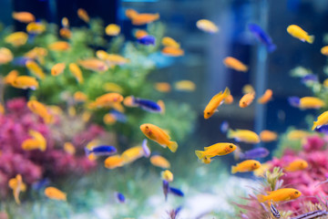 tropical fishes