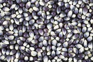 Blue Popcorn Kernel Background