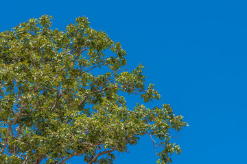 tree in the blue sky