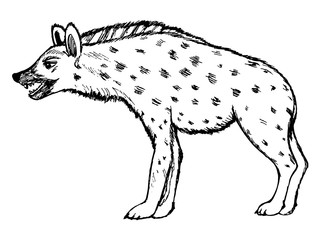 illustration of hyena, wildlife, nature, animal