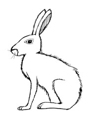 illustration of hare, wildlife, nature, animal