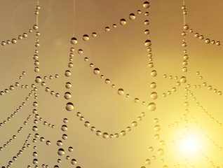 Close up of spider web with dew drops at sunrise