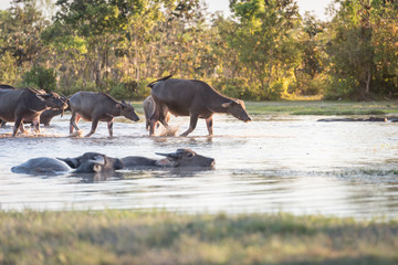 buffalo fording a river in thailand