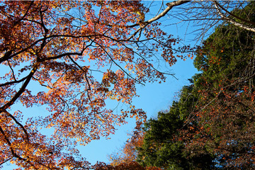 紅葉