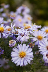 Obraz premium Decorative perennial flowers for landscape design