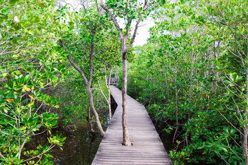 Path in Mangrove forest in Kung Krabaen Bay , Chanthaburi Province, Thailand
