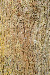 Tree bark surface background texture.