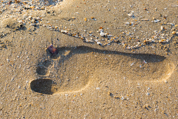 Fototapeta na wymiar Footprint in the Sand 