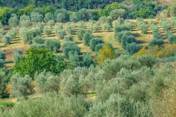 Photo sur Plexiglas Olivier olive trees