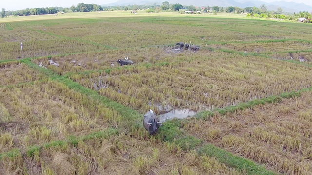 aerial view buffalo with bird life in rice field footage shot on thailand