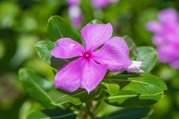 beautiful pink vinca flowers(madagascar periwinkle)