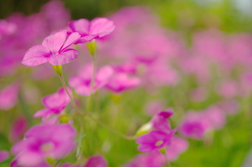 Fototapeta na wymiar ピンクのオキザリスの花壇