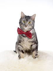 A cute cat with a red bow. The portrait is taken in a studio.